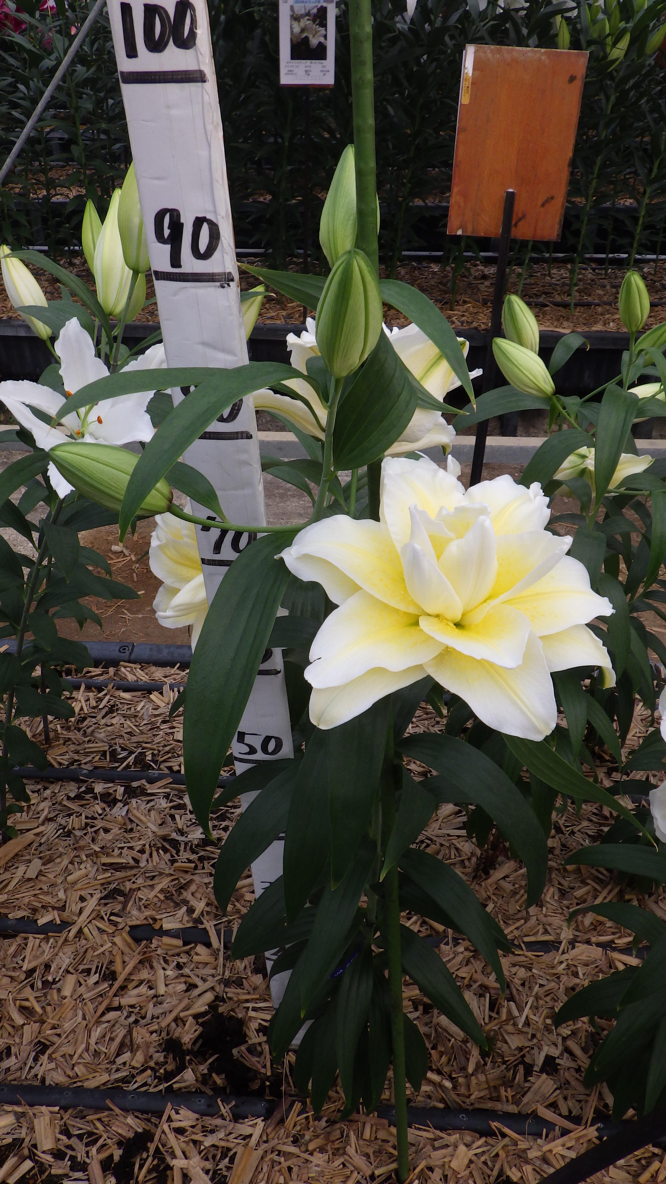 RL ルドビナ(八重)